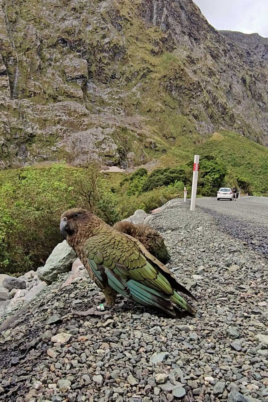 Kea sitzt am Straßenrand auf der Milford Road nach dem Milford Sound
