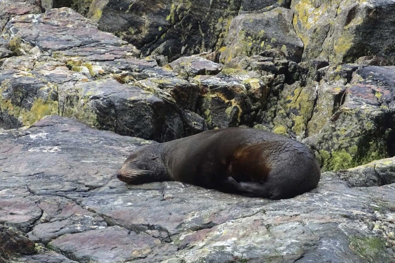 Robbe ruht auf einem Felsen im Milford Sound, Fiordland-Nationalpark