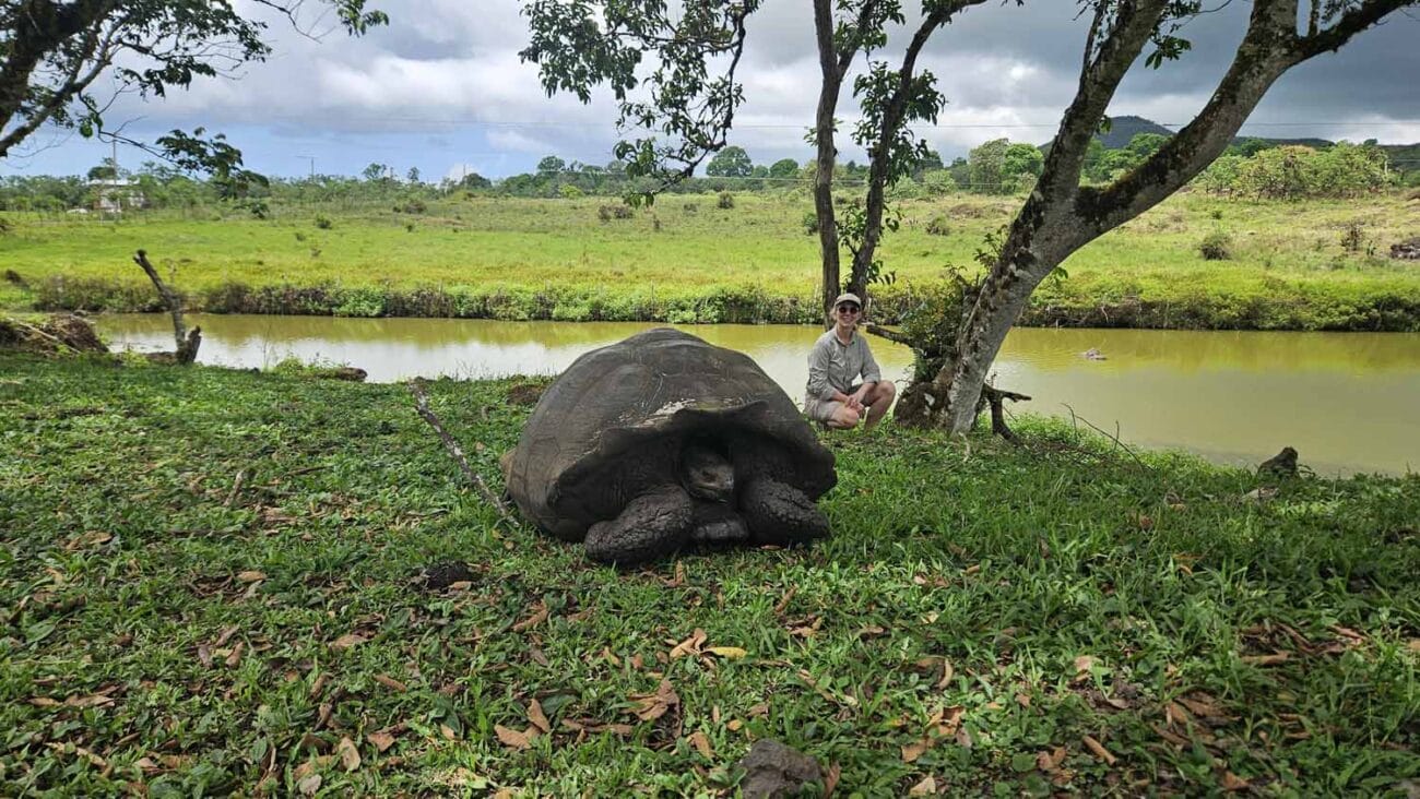 Riesenschildkröte auf Santa Cruz auf den Galápagos-Inseln