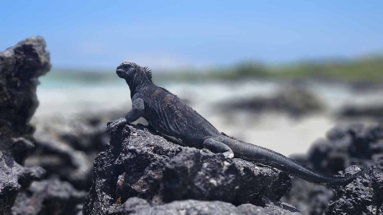 Galápagos-Iguana auf Felsen auf Isabela