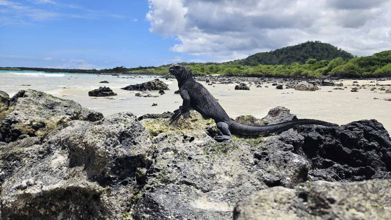 Karge Küstenlandschaft auf den Galápagos-Inseln mit Strand und Meeresechsen