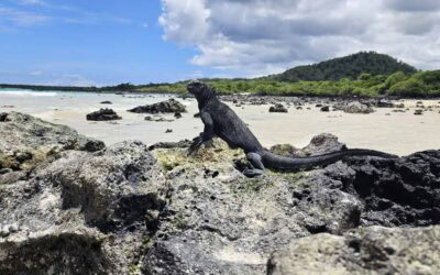 Galápagos Inseln planen: Route, Inselhopping und unsere Erfahrungen