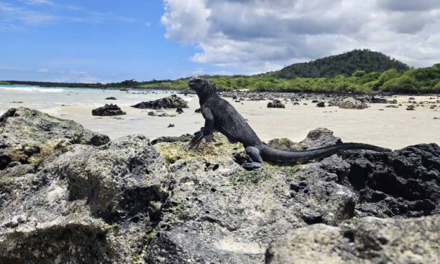 Galápagos Inseln planen: Route, Inselhopping und unsere Erfahrungen