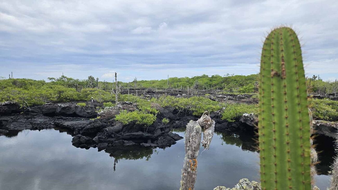 Sonnige Lava-Landschaft auf Galápagos bei heißem Wetter