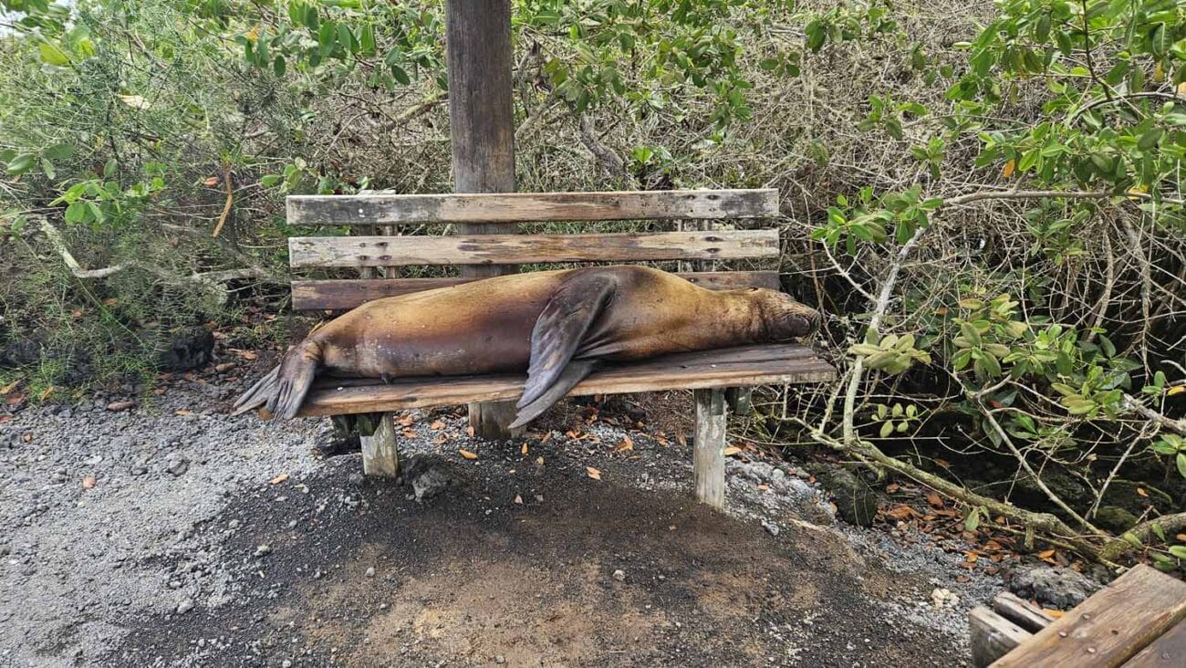 Seelöwe auf einer Bank auf San Cristóbal, Galápagos