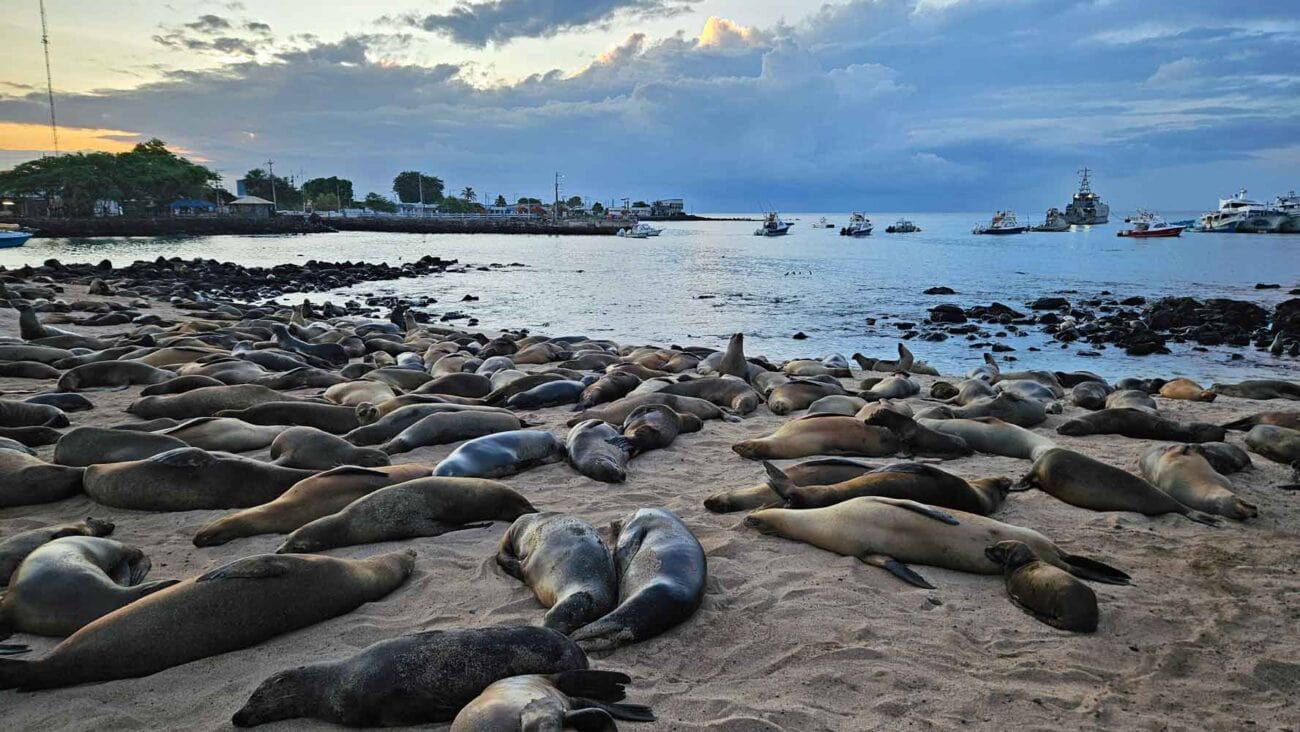 Mehrere Seelöwen am Strand auf San Cristóbal, Galápagos