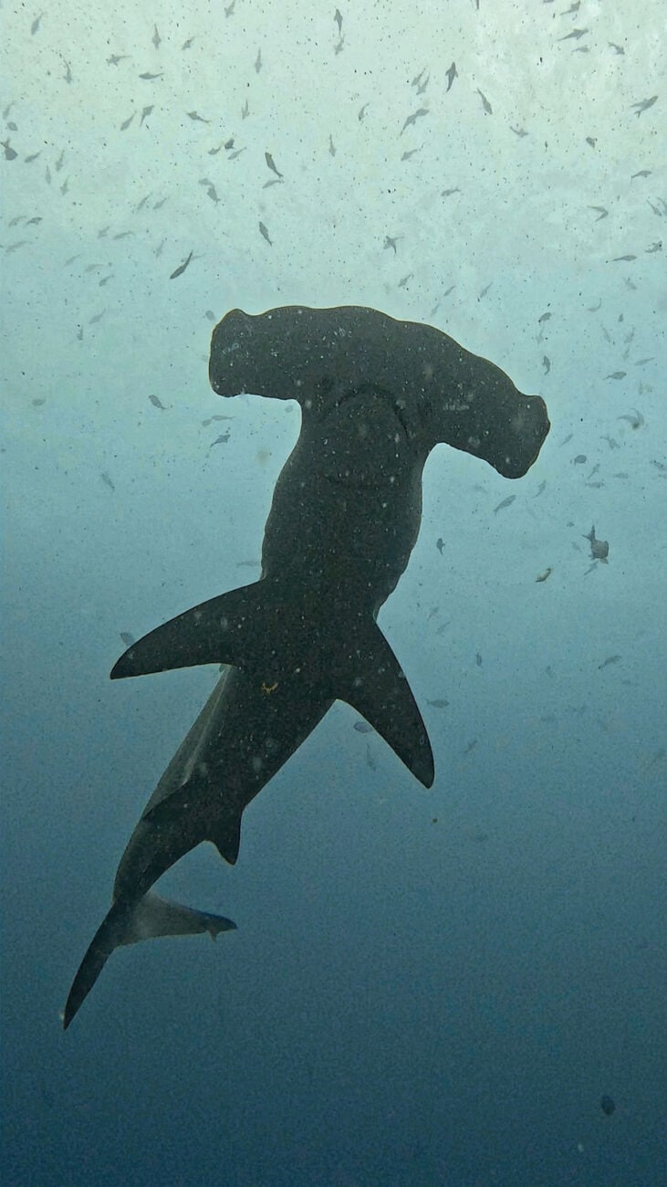 Silhouette eines Hammerhais im blauen Wasser beim Tauchgang auf Galápagos