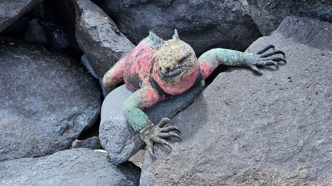 Meerechsen auf schwarzem Lavagestein auf Galápagos