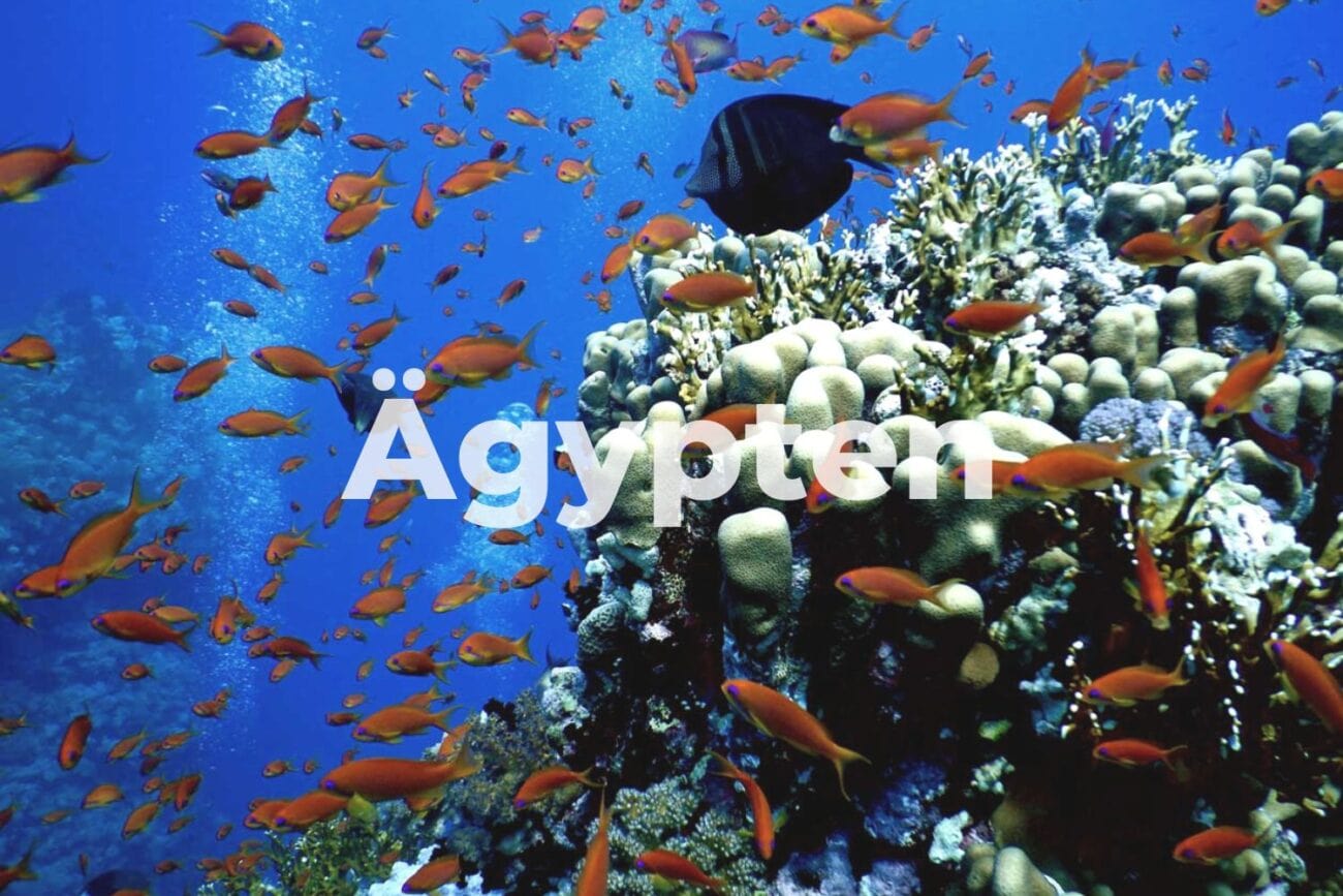 Unterwasserwelt im Roten Meer in Ägypten