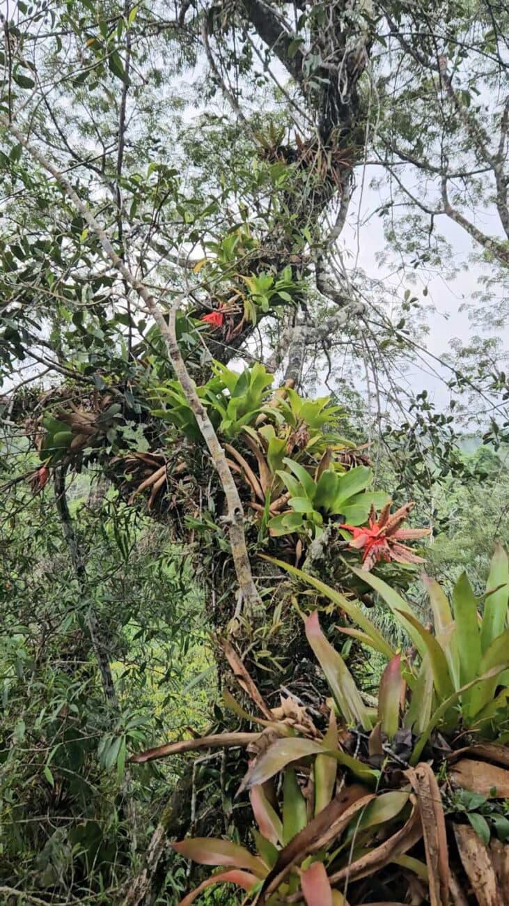 Blick über die Baumwipfel des Amazonas im Yasuní-Gebiet in Ecuador