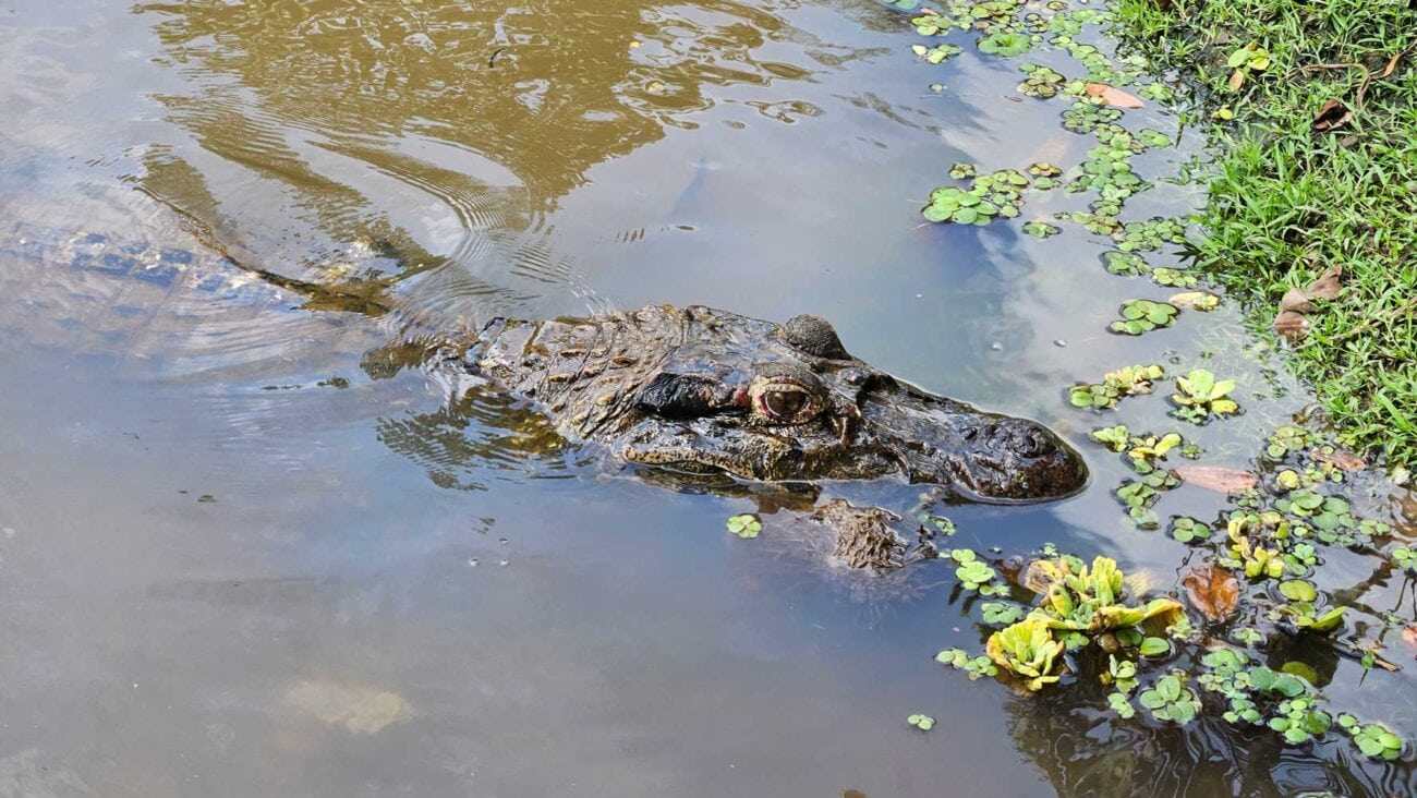 Schwarzer Kaiman im Amazonas bei der Sani Lodge in Ecuador