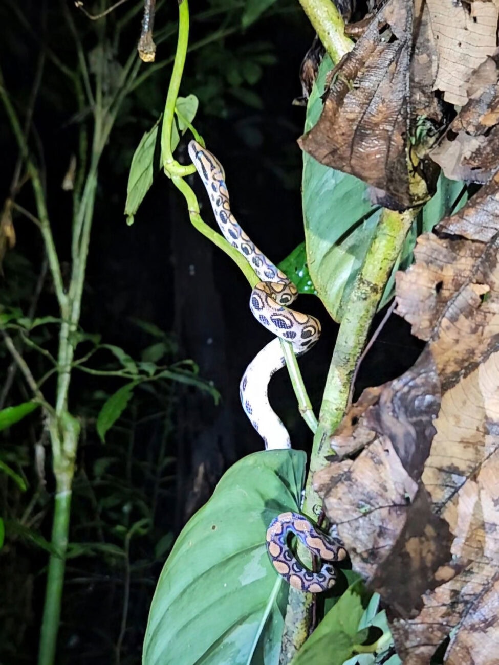 Eine Schlange bei einer Nachtwanderung mit der Sani Lodge im Amazonas.