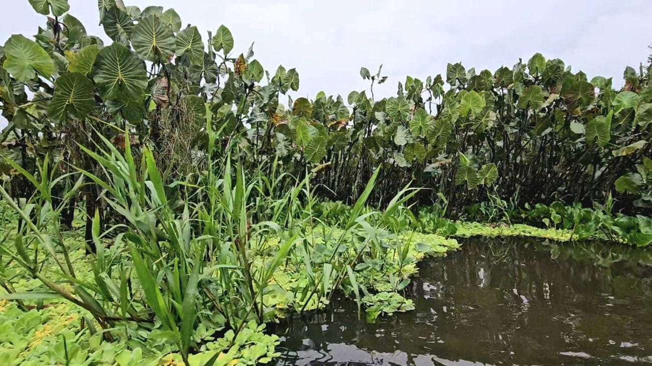 Mit dem Kanu im Amazonas in Ecuador
