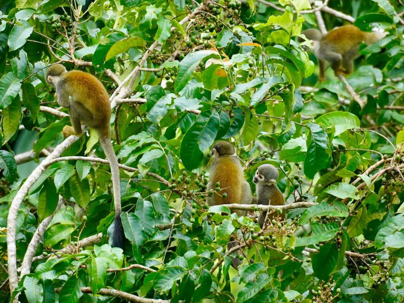 Äffchen im Regenwald bei der Sani Lodge in Ecuador