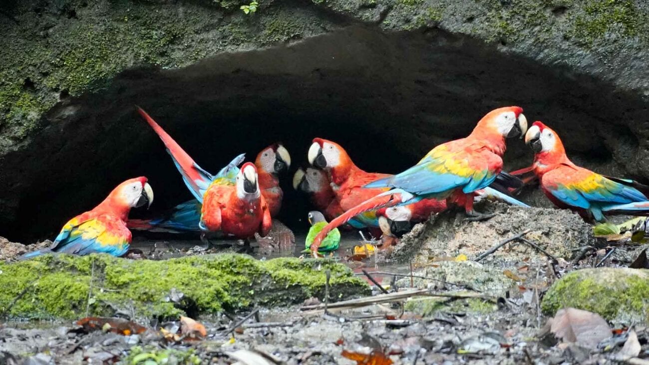 Papageien an einer Lecke im Amazonasgebiet von Ecuador