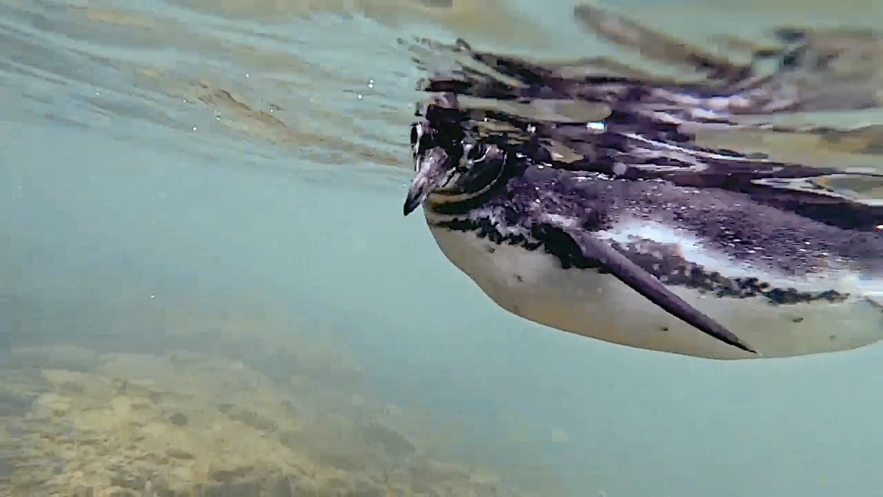 Galápagos-Pinguin schwimmt beim Schnorcheln vor Isla Isabela im Wasser.