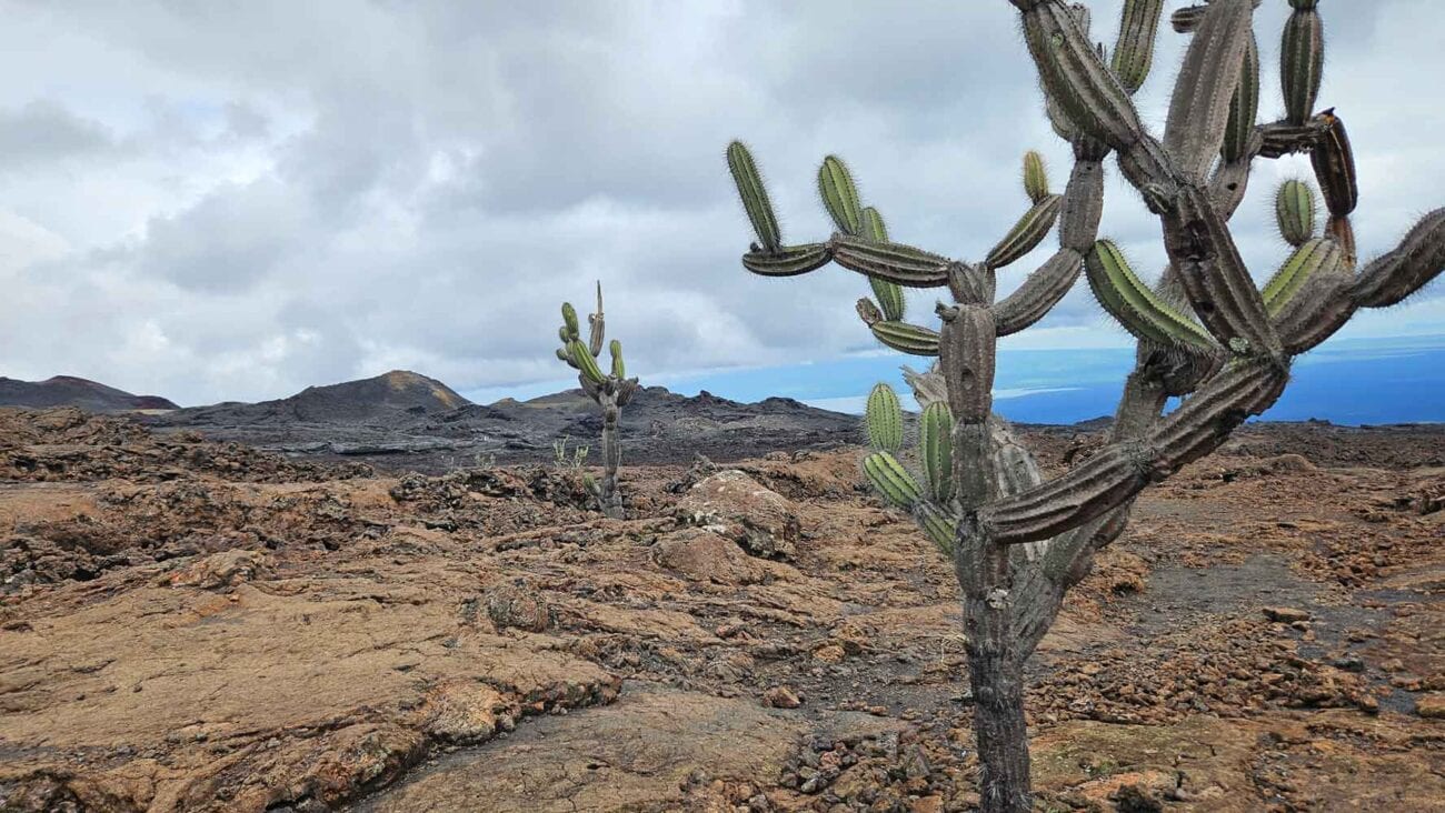 Wanderweg durch Lavafelder auf dem Weg zum Vulkan Chico auf Isla Isabela.