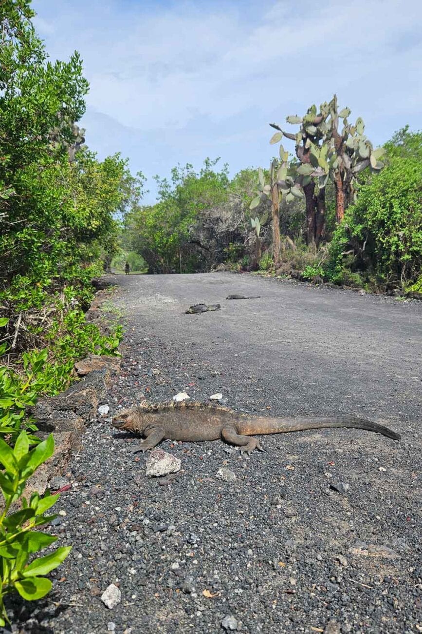 Fahrradweg durch trockene Landschaft auf Isla Isabela Richtung Mauer der Tränen.