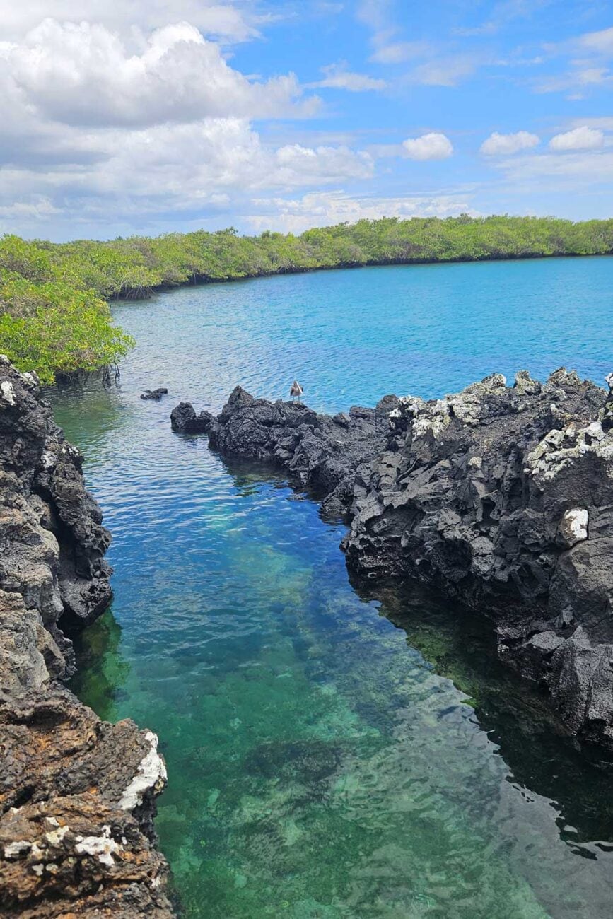 Schmaler Wasserkanal zwischen schwarzem Lavagestein bei Tintoreras auf Isla Isabela.