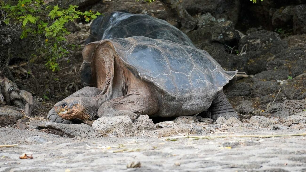 Sattelrücken-Schildkröten in der Charles-Darwin-Station auf Santa Cruz