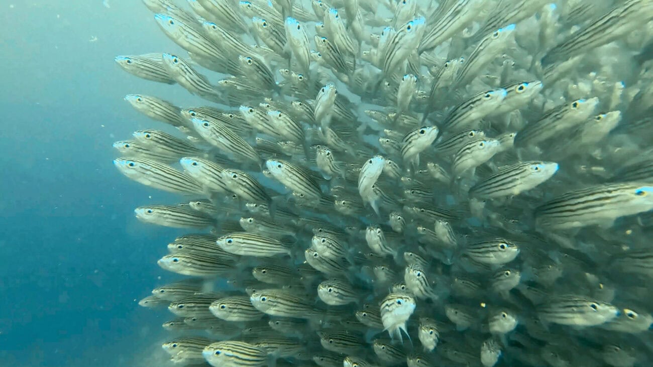 Großer Fischschwarm beim Tauchen vor Seymour bei Santa Cruz auf Galapagos