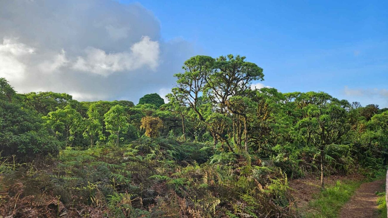 Grüne Landschaft im Hochland von Santa Cruz auf Galapagos