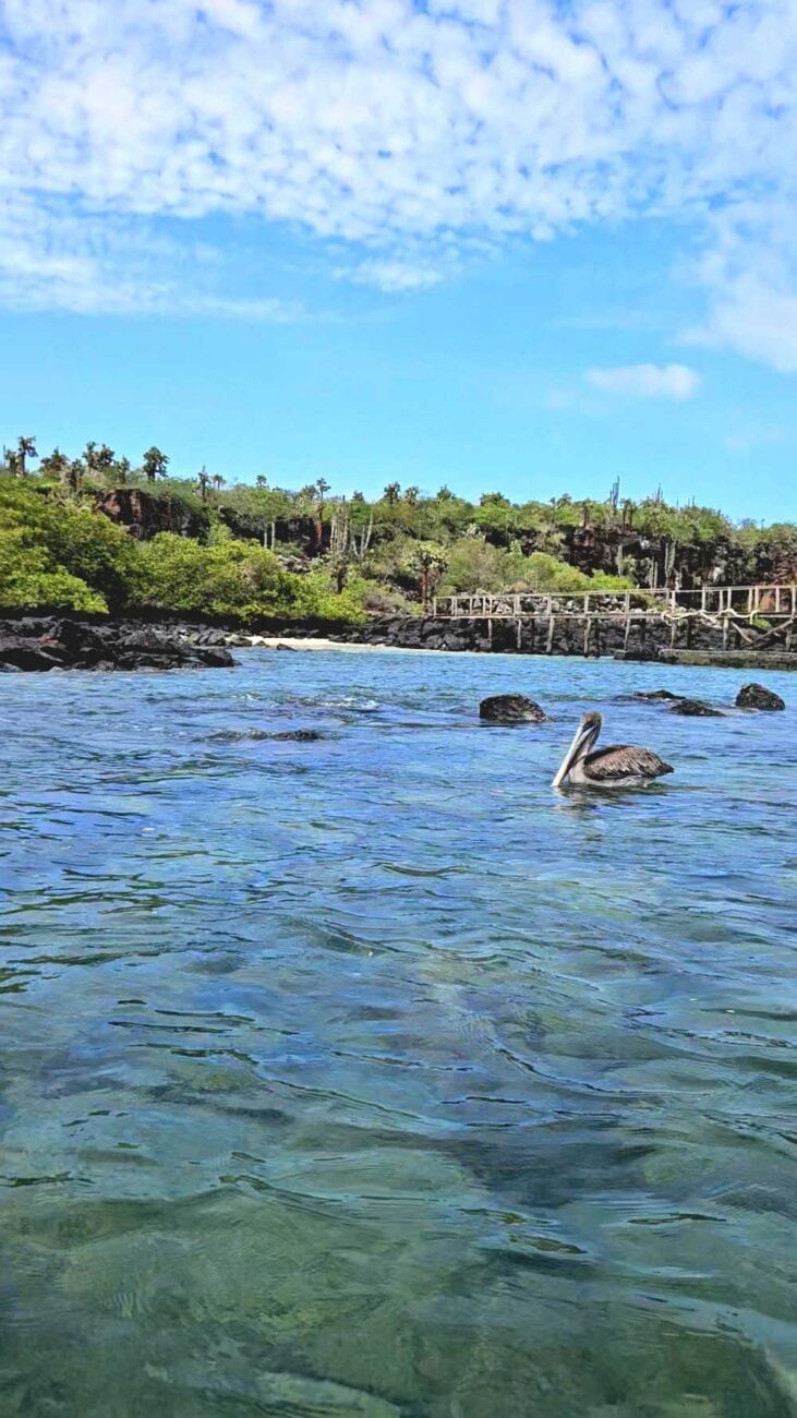 Kajaktour in der Bucht von Puerto Ayora auf Santa Cruz