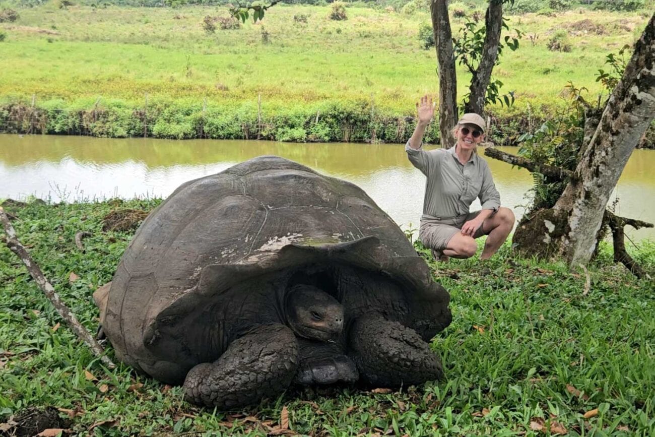 Galapagos-Riesenschildkröten im grünen Hochland von Santa Cruz