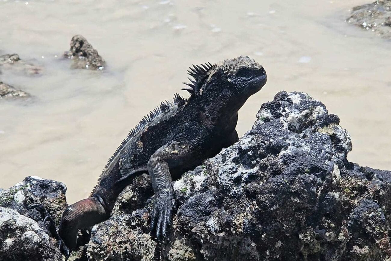 Iguana am Garrapatero Beach auf Santa Cruz