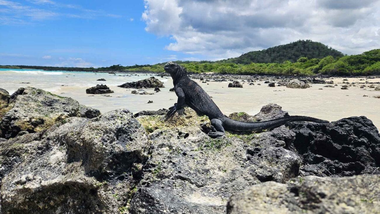 Meerechse am Garrapatero Beach auf Santa Cruz, Galapagos