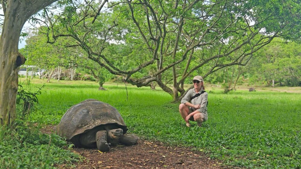 Riesenschildkröte in Santa Cruz, Galapagos