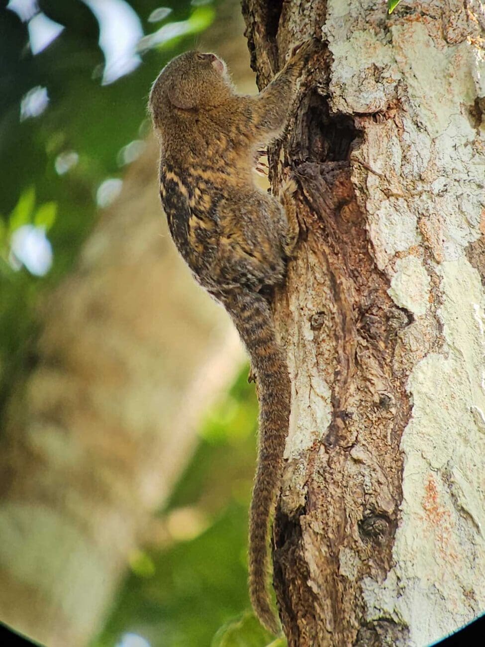 Zwergseidenäffchen bei der Kichwa-Gemeinde im Amazonas von Ecuador
