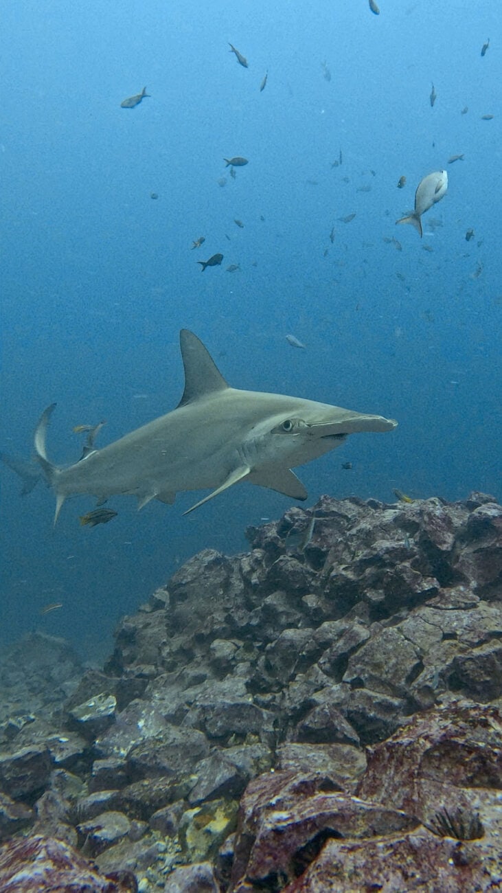 Kicker Rock vor San Cristóbal auf Galápagos mit Hammerhai
