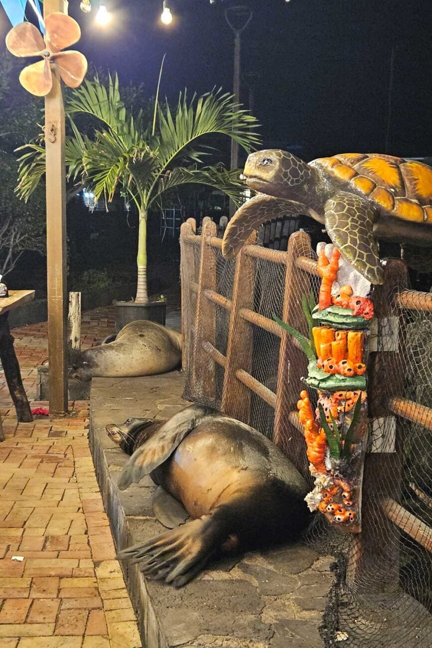 Seelöwen liegen an der Uferpromenade von San Cristóbal auf Galápagos nahe Puerto Baquerizo Moreno.