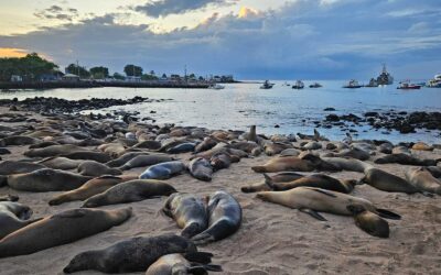San Cristóbal auf Galápagos: Seelöwen, Kicker Rock & meine ehrliche Einschätzung