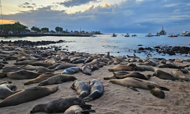 San Cristóbal auf Galápagos: Seelöwen, Kicker Rock & meine ehrliche Einschätzung