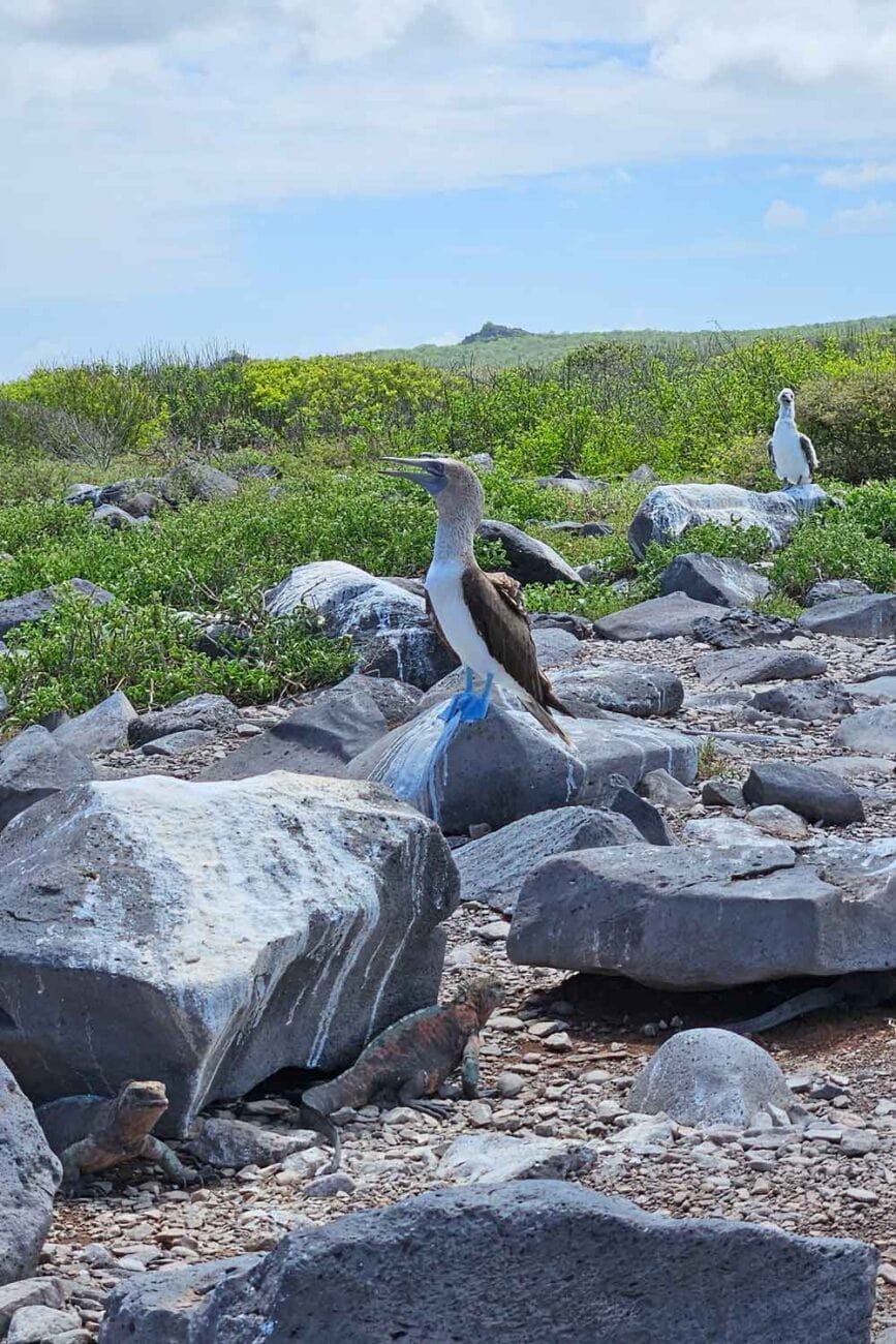 Blaufußtölpel auf Española Island während eines geführten Tagesausflugs ab San Cristóbal.