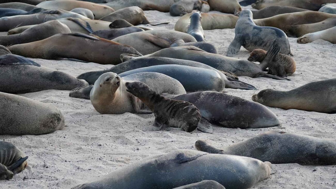 Seelöwen liegen am Strand in Puerto Baquerizo Moreno auf San Cristóbal.